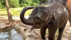 Baby elephant plays in a spray of water for visitors: See the adorable video