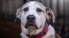 Labrador retriever mix rescued from Texas and now in New York needs a loving home