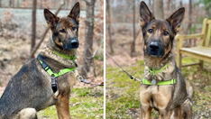 German shepherd up for adoption in Hamptons after he was found 'emaciated and afraid'