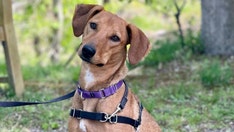 One-year-old hound mix is looking for loving new home in New York: ‘Outgoing and playful’