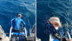 Close call! Hawaii diver nearly lands in tiger shark's open mouth in this video