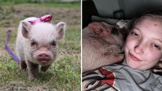 Pig hogs bed in Georgia woman's home: 'She steals my pillow'