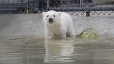 Oregon Zoo celebrates birthdays of polar bear siblings: See the adorable video