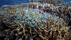 Australia opposes UNESCO adding Great Barrier Reef to endangered listing