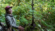 In Seattle, city trees planted to fight climate change dying amid worsening temperatures