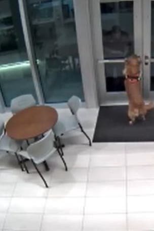 WATCH: Fire dog opens locked door