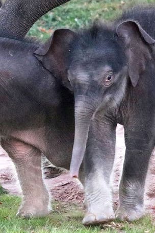 RARE elephant twins born in New York surprise zoo