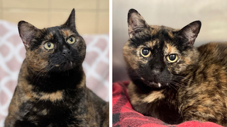 Tortoiseshell cat available for adoption in the Hamptons: 'Full-figured' and looking for a loving home
