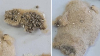 US Customs finds dangerous invasive species on board ship from China