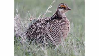 US government announces protections for 2 populations of rare prairie birds in the Midwest