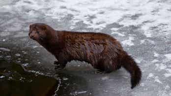 Vandals in Ohio free thousands of minks from farm