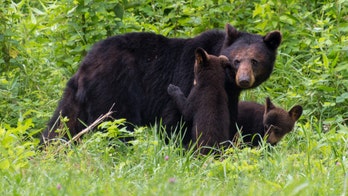 Black bear, cub killed after attacking man in his southeastern Idaho home