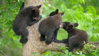 New Jersey man arrested, faces thousands in fines for allegedly shooting 4 black bear cubs