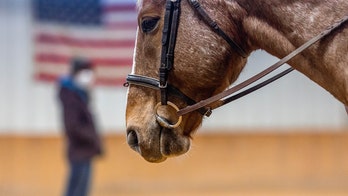 Illinois therapeutic riding program helps veterans through healing power of horses