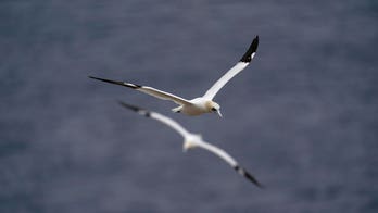 Quebec's gannets continue to fascinate marine biologists