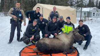 Alaska firefighters rescue 500-pound moose trapped inside house basement