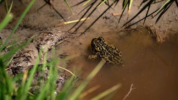 With NV toad now on endangered species list, fate of geothermal power plant up in the air