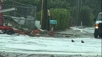 Ahead of Nicole, Florida man captures video of fin shapes in floodwaters