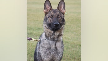 80-year-old Michigan hunter found by police dog after repeatedly falling in river