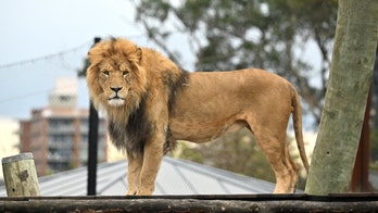 Lions escape Australia zoo enclosure after issue with containment fence, guests rushed to safety