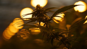 Oklahoma marijuana farm homicide: Authorities say all 4 victims ‘executed’ were Chinese nationals