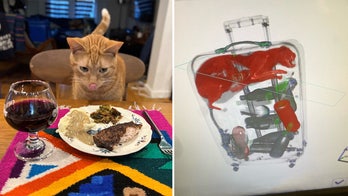 Stowaway cat found in luggage at JFK Airport during Thanksgiving rush got to enjoy his holiday