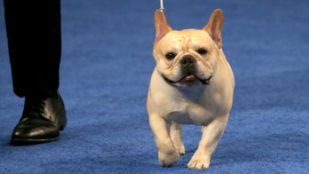 America's top dog is Winston the 'Frenchie'