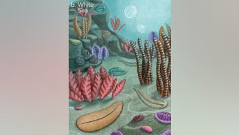 Virginia Tech researchers discover sixth mass extinction event