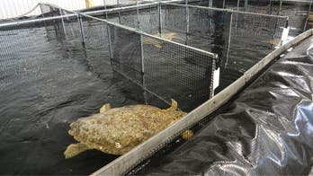 Texas aquarium acts quickly as loggerhead turtles stranded near Corpus Christi