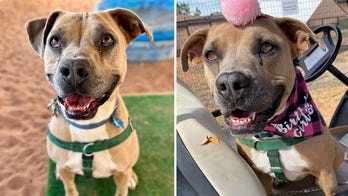 Adoptable pet in Utah named ‘Broccoli’ needs a forever home — and fees will be waived
