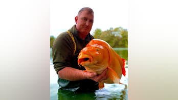 British fisherman catches monster-size goldfish nicknamed 'The Carrot,’ calls it 'sheer luck'