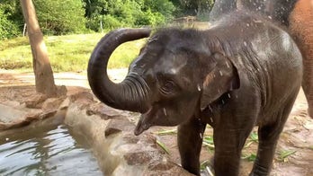 Baby elephant plays in a spray of water for visitors: See the adorable video