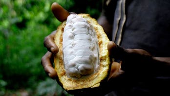 Cocoa farmers fear climate change to blame for lower crop production