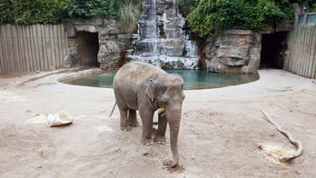 New African elephant joins herd at central CA zoo