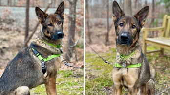 German shepherd up for adoption in Hamptons after he was found 'emaciated and afraid'
