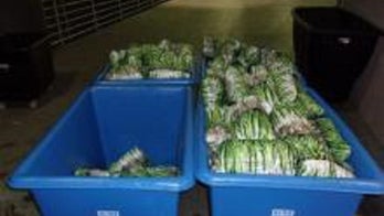 California border officers seize more than 2 tons of drugs, including meth allegedly hidden in green onions