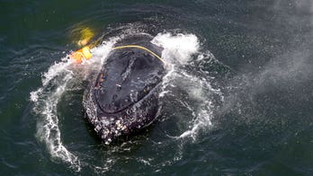 Commercial crab fishing in CA halts to protect humpback whales