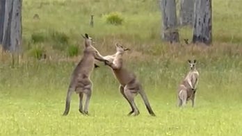 Wedding ceremony delayed due to a pair of fighting kangaroos: ‘Right in the gut’