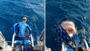Close call! Hawaii diver nearly lands in tiger shark's open mouth in this video