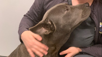 Abused pit bull found with zip-tied genitals in Georgia