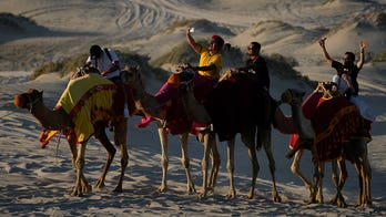 Qatar's camels lifting the heavy load amid World Cup tourism frenzy