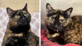 Tortoiseshell cat available for adoption in the Hamptons: 'Full-figured' and looking for a loving home