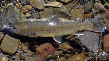 Conservation group given $40 million to improve natural habitats for fish