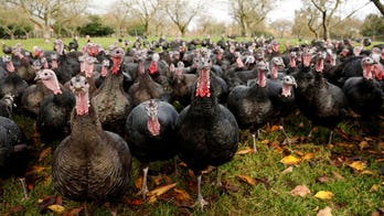 Half of UK's Christmas turkeys lost to bird flu outbreak