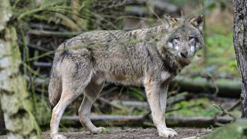 Dutch court rejects plan to control growing wolf population with paintball guns