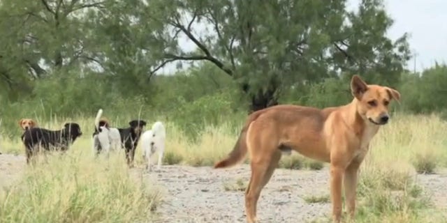 Lauree Simmons visited Eagle Pass, Texas to rescue dogs left behind by migrants entering the United States. (Screengrab/ Tucker Carlson Tonight)