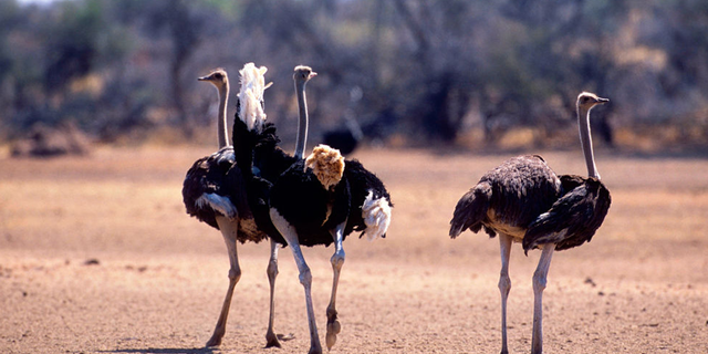 About 20 ostriches escaped from their enclosure in Alberta, Canada, and tried to escape police chasing the birds.