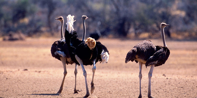 About 20 ostriches escaped from their enclosure in Alberta, Canada, and tried to escape police chasing the birds.