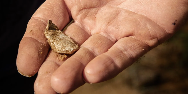 Fired and flattened musket ball found at the burial site in Camden, South Carolina.