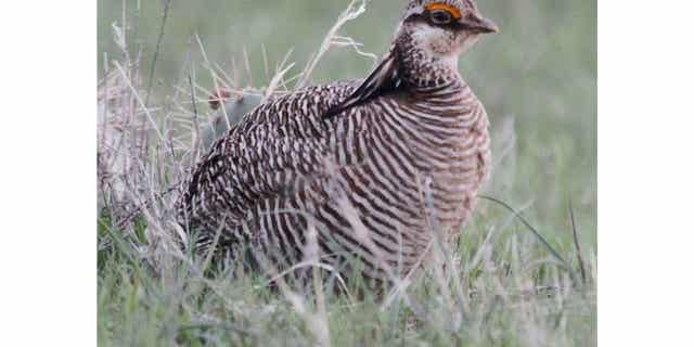 A male lesser prairie chicken stands in front of a yucca cactus. The U.S. government announced protections for two populations of lesser prairie chickens in the Midwest.